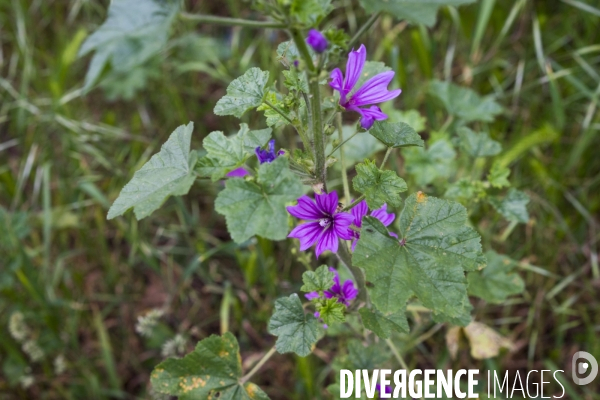 Malva sylvestri