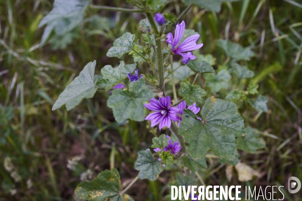 Malva sylvestri