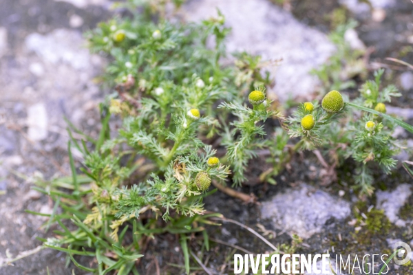 Matricaria discoidea