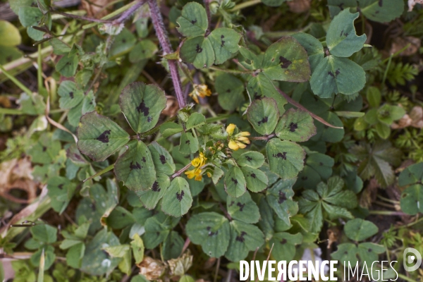 Medicago arabica