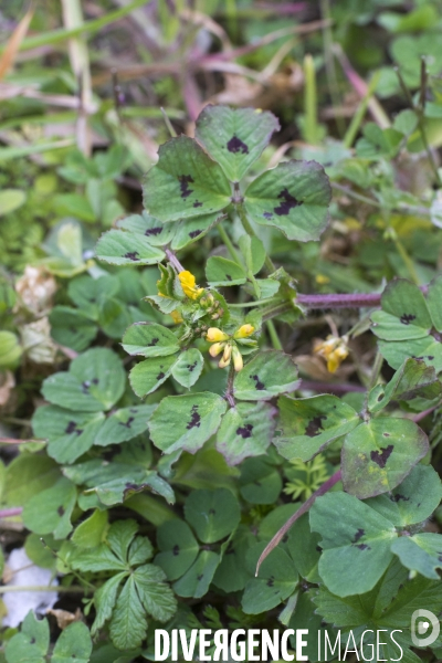 Medicago arabica