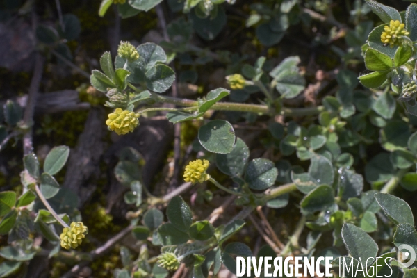 Medicago lupulina