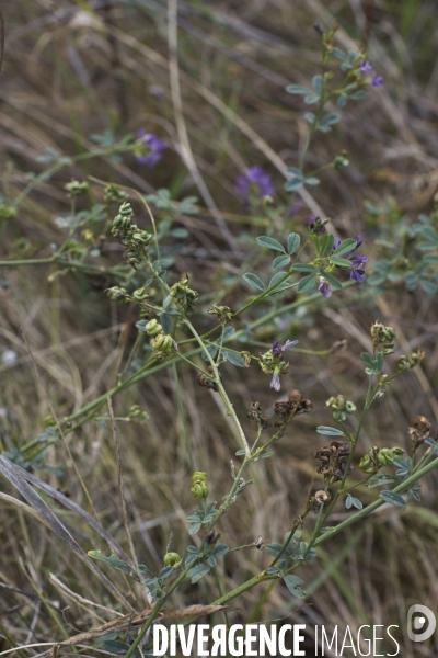 Medicago sativa