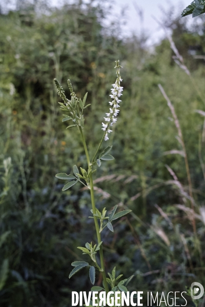 Melilotus albus