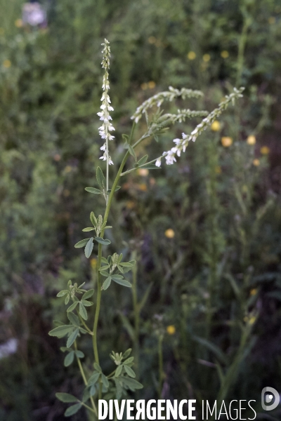 Melilotus albus