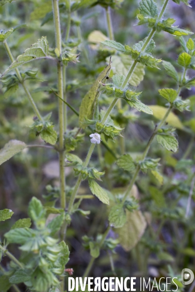 Melissa officinalis