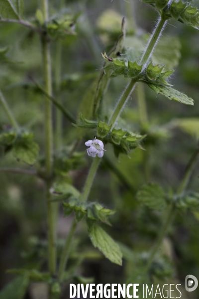 Melissa officinalis