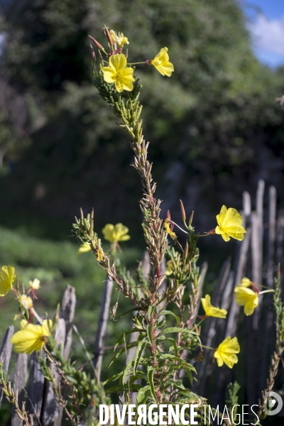 Oenothera glazioviana