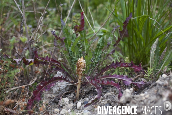 Orobanche picridis