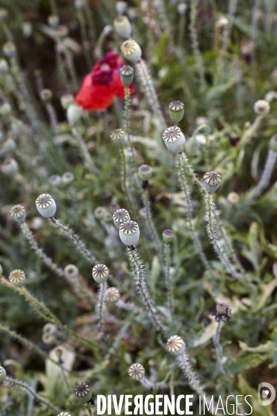 Papaver rhoeas