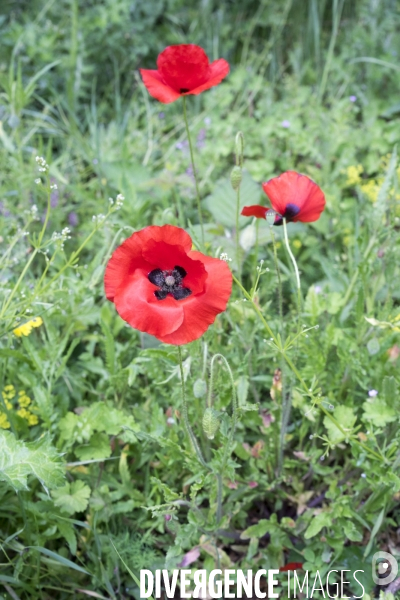 Papaver rhoeas