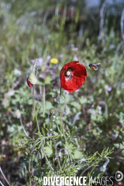 Papaver rhoeas