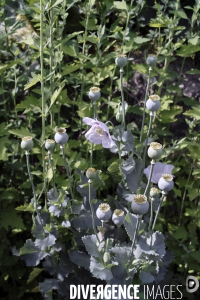 Papaver somniferum