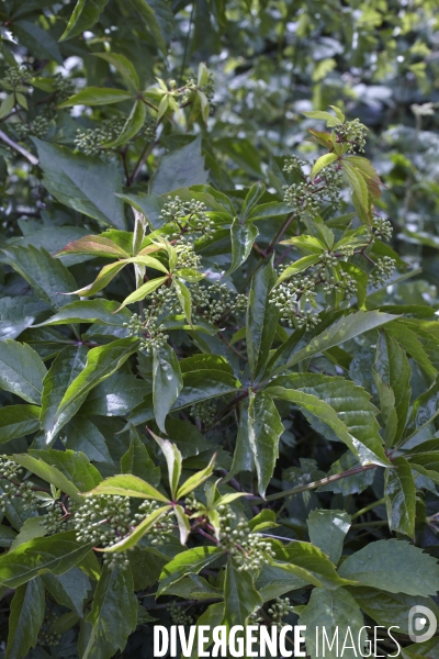 Parthenocissus inserta