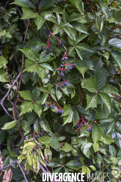 Parthenocissus inserta