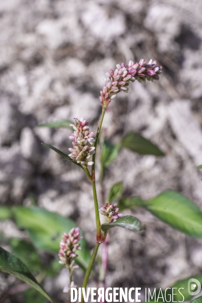 Persicaria maculosa