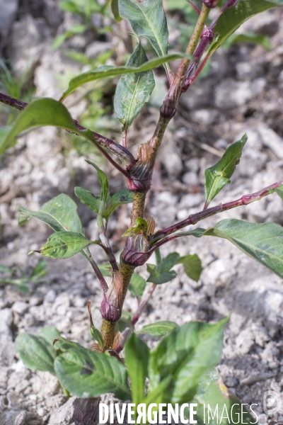 Persicaria maculosa