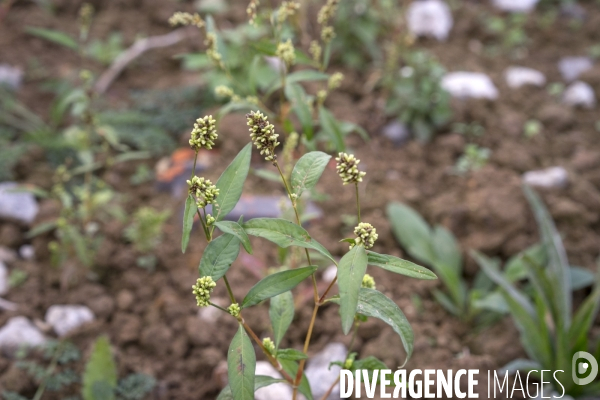 Persicaria maculosa