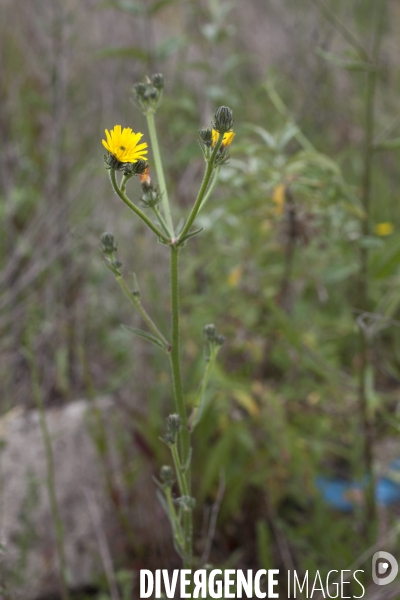 Picris hieracioides