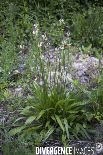 Plantago lanceolata