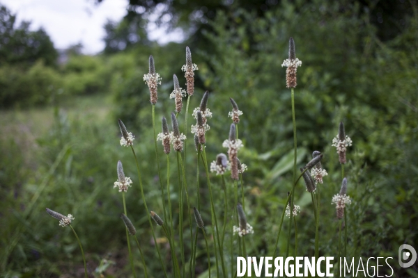 Plantago lanceolata