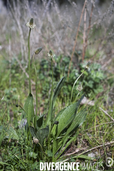 Plantago lanceolata