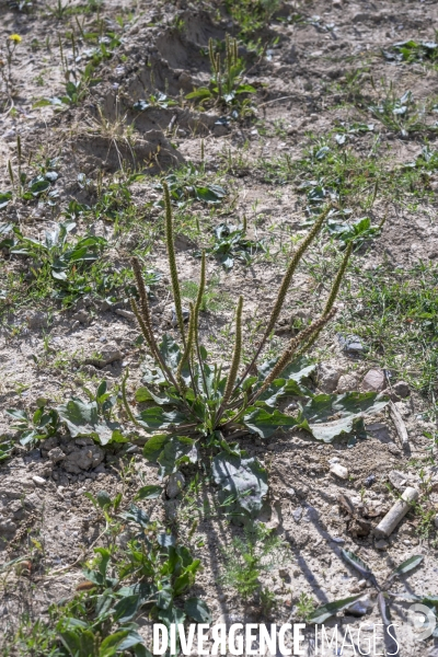 Plantago major