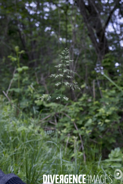 Poa nemoralis