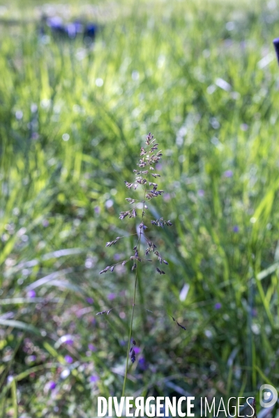 Poa pratensis