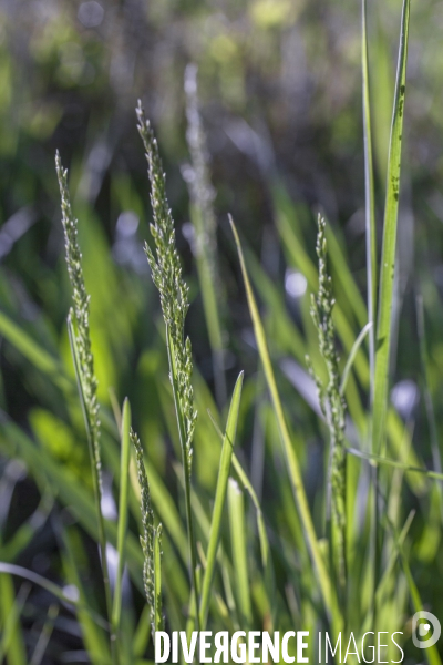 Poa pratensis