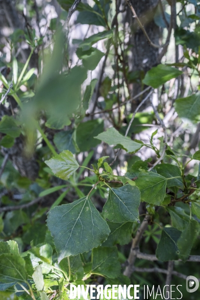 Populus nigra