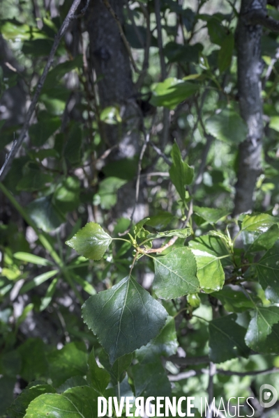 Populus nigra