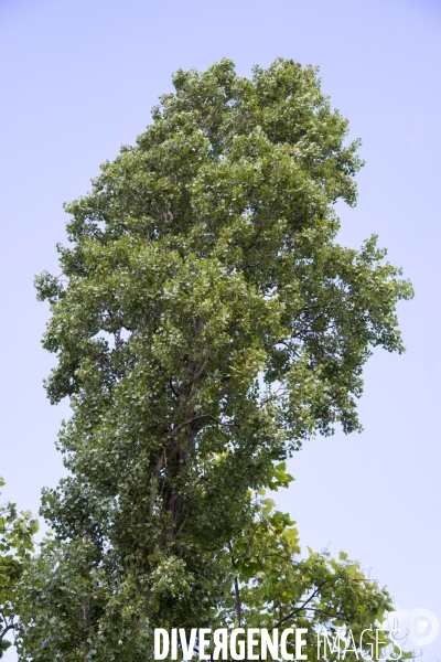 Populus nigra