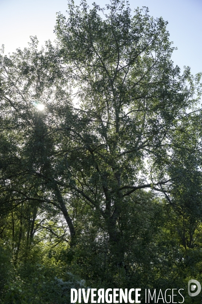 Populus tremula