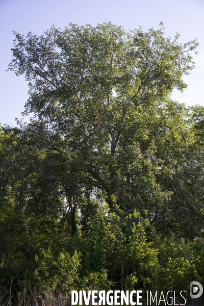 Populus tremula