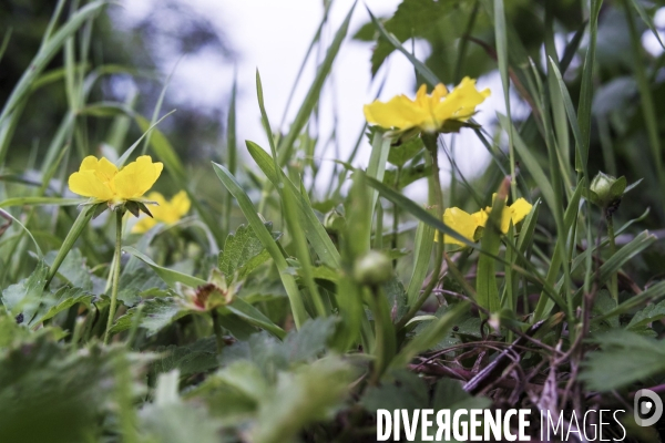 Potentilla reptans