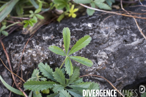 Potentilla reptans