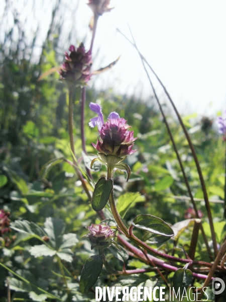 Prunella vulgaris