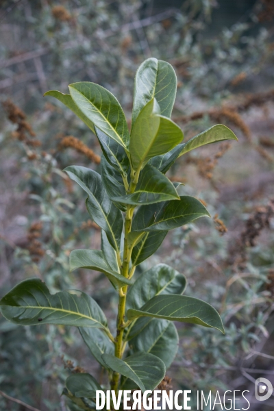 Prunus laurocerasus