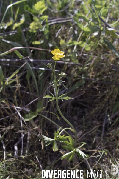 Ranunculus acris