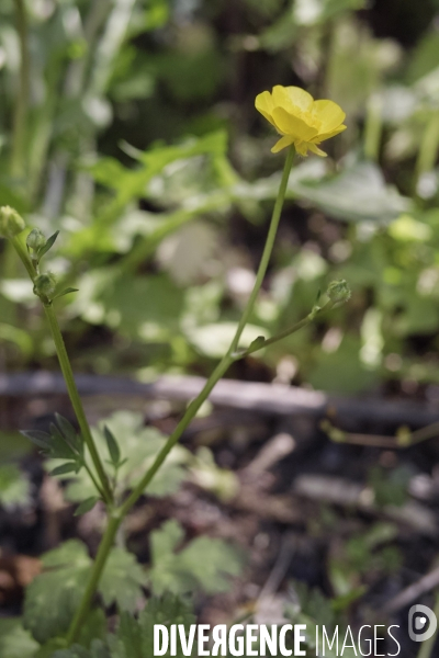 Ranunculus bulbosus