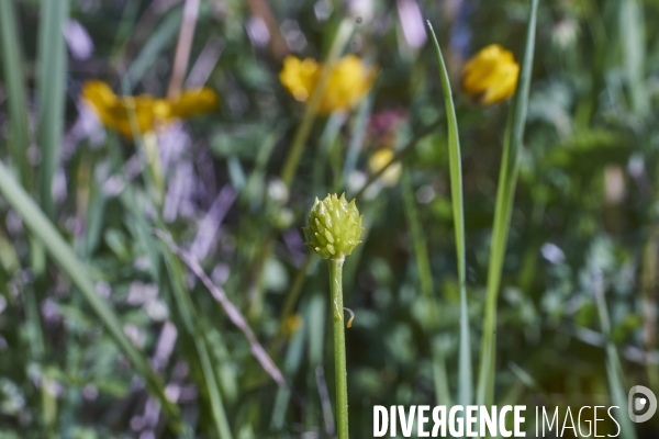 Ranunculus repens