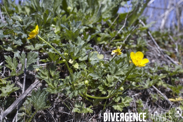 Ranunculus repens