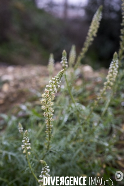 Reseda alba