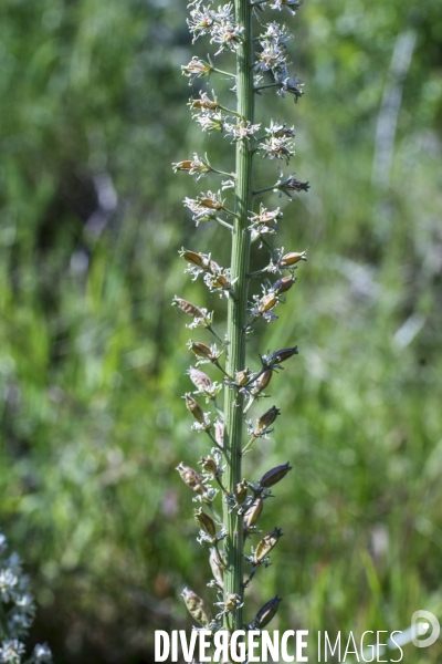 Reseda alba