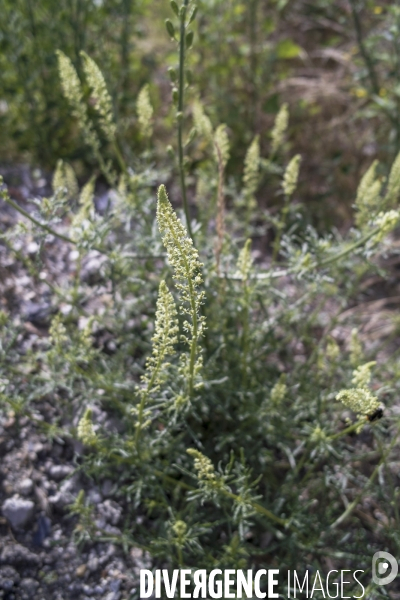 Reseda lutea