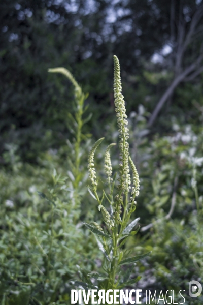 Reseda luteola