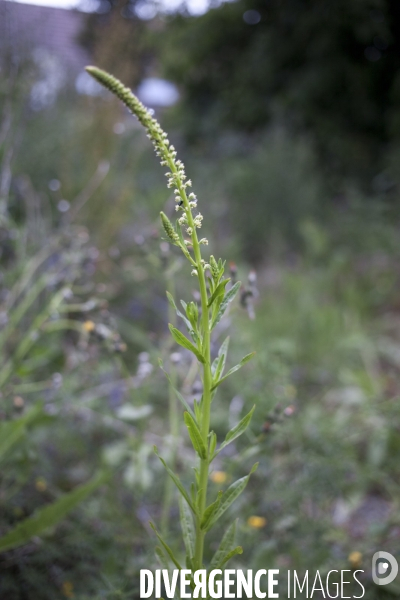 Reseda luteola 0