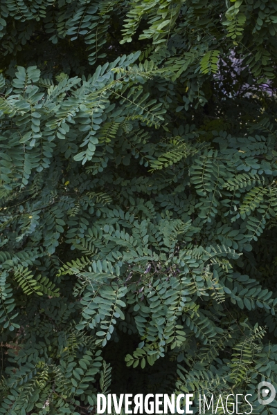 Robinia pseudoacacia