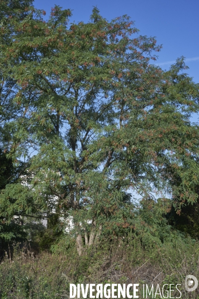 Robinia pseudoacacia